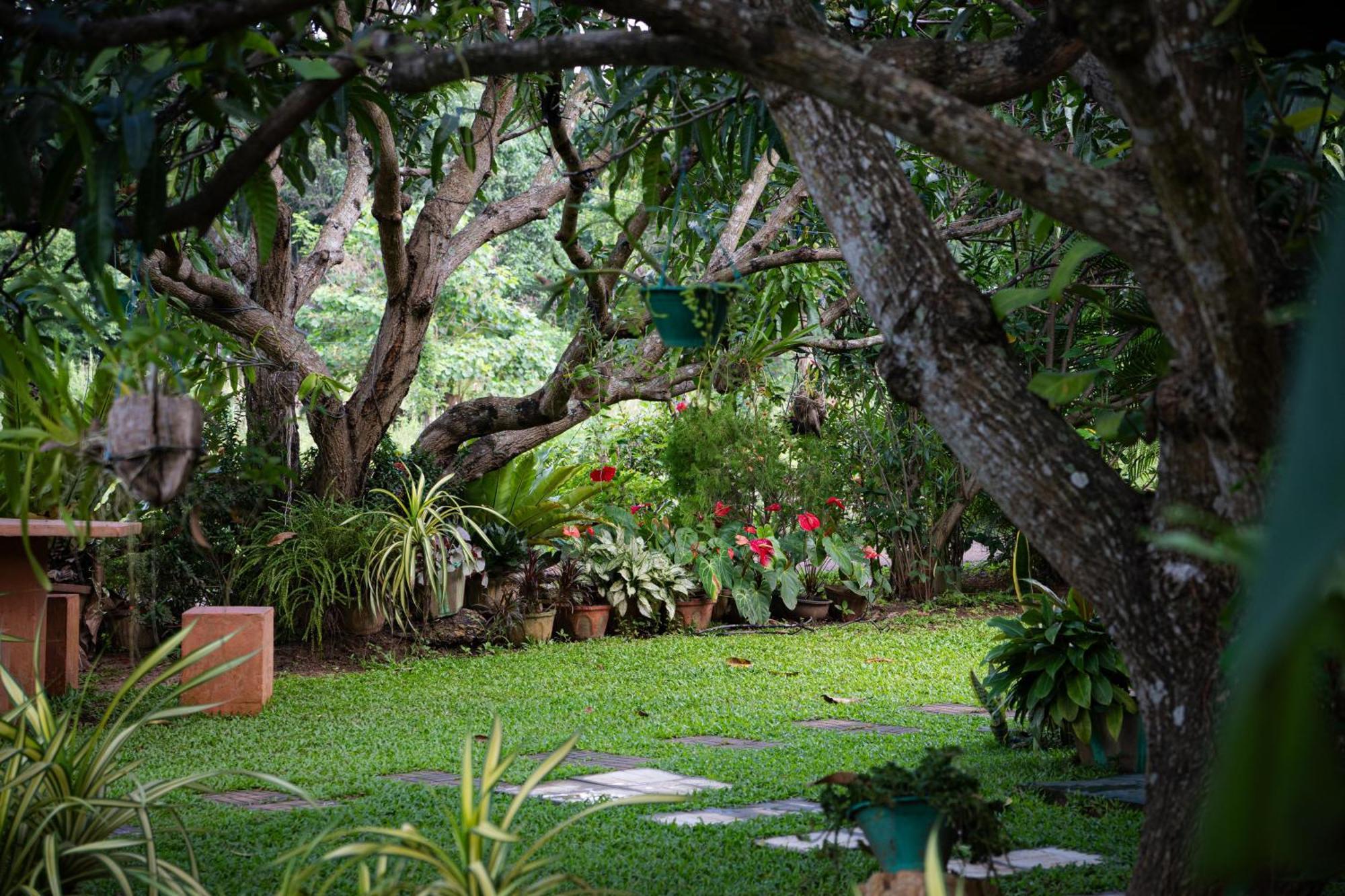 Shan Mango Homestay Sigiriya Bagian luar foto